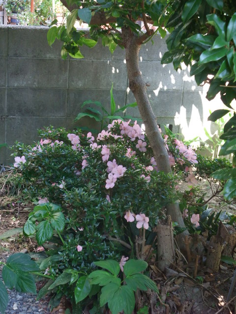 c0183801_9572315.jpg