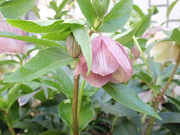 墨田の花火_e0097701_10572853.jpg