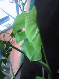 c0161102_12282558.jpg
