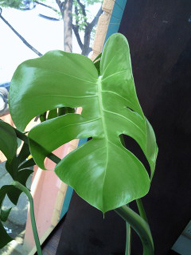 c0161102_12284032.jpg