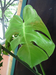 c0161102_12285740.jpg