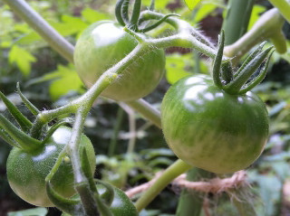 f0144003_939276.jpg