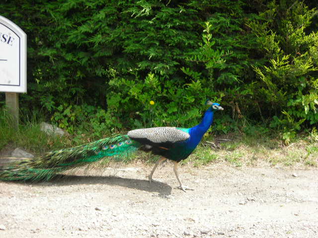 e0160905_64263.jpg
