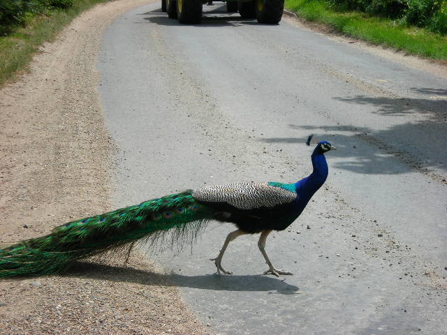 e0160905_6464524.jpg