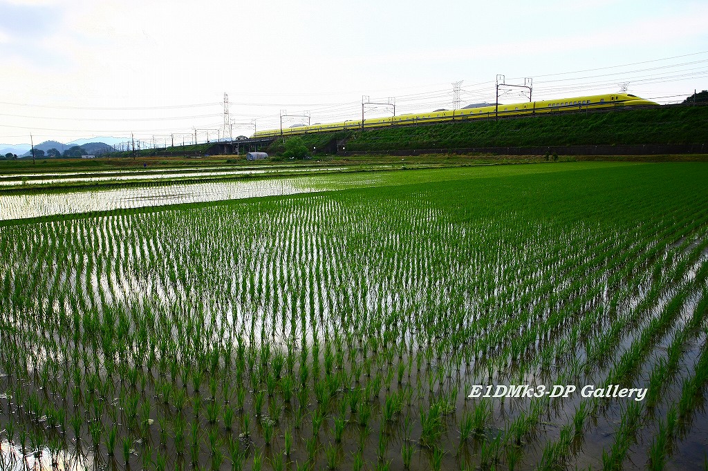 山東地区、水田探訪9_b0128806_2158056.jpg