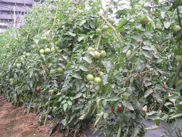 e0146912_16542042.jpg