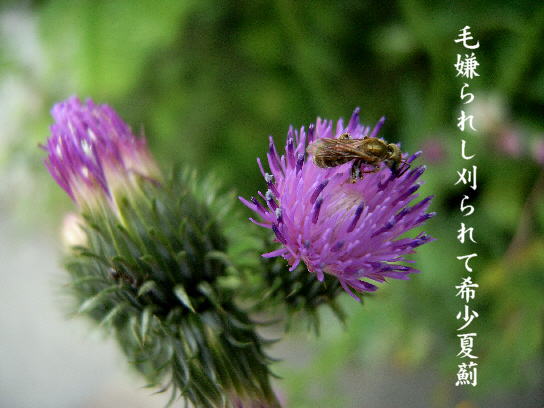 夏薊 写真俳句 一日一写句