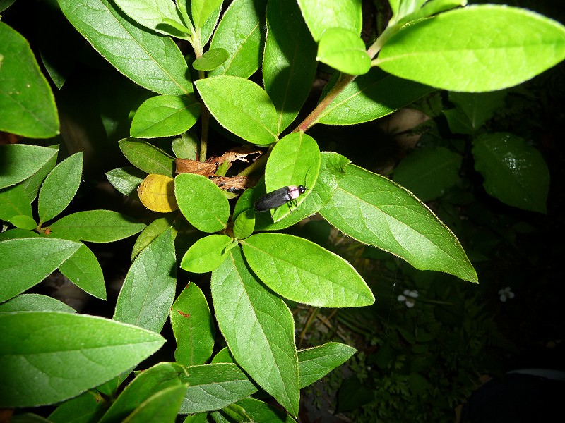 f0182513_2315128.jpg