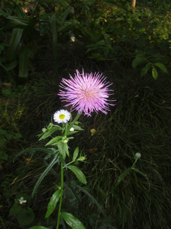 f0201014_1435443.jpg