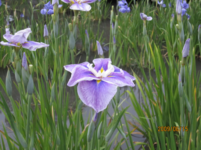 山田池公園　菖蒲園　が満開です。_b0106415_222047100.jpg