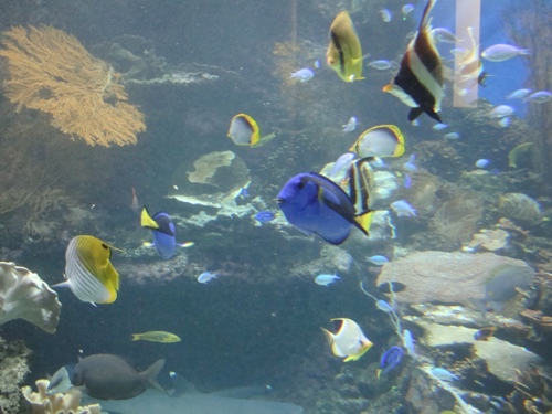 ニューカレドニア Part 3　ラグーン水族館へ_a0106921_17114984.jpg