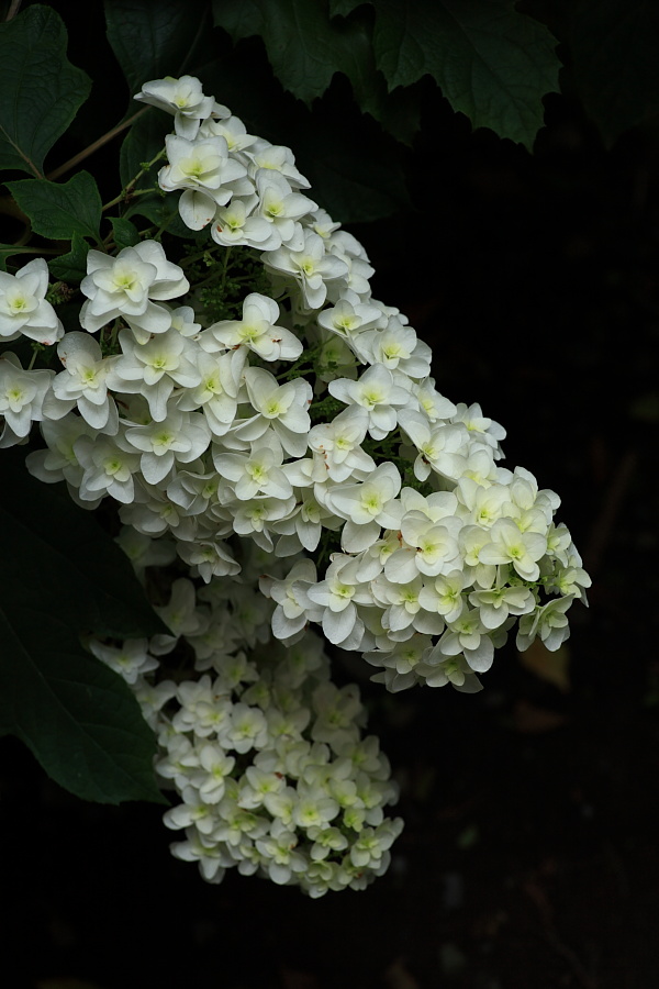 平林寺散歩　花まじり_e0165326_2318167.jpg