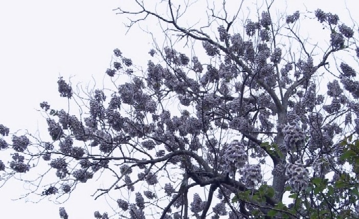 鳳凰は桐の木に棲む_b0152027_21461242.jpg