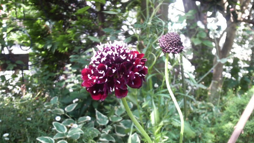 今日の庭 スカビオサ My Gａｒｄｅｎ