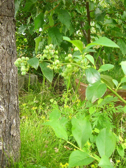 GARDEN　HERB　～庭で育てる初夏のハーブたち～_f0184433_16125170.jpg