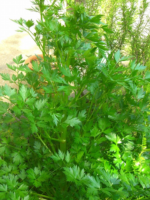 GARDEN　HERB　～庭で育てる初夏のハーブたち～_f0184433_16182597.jpg