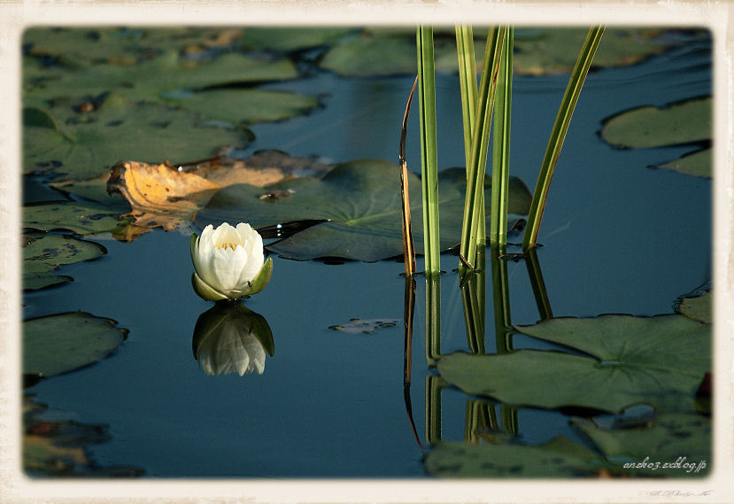 水辺の花　Ⅱ_d0067934_21135037.jpg