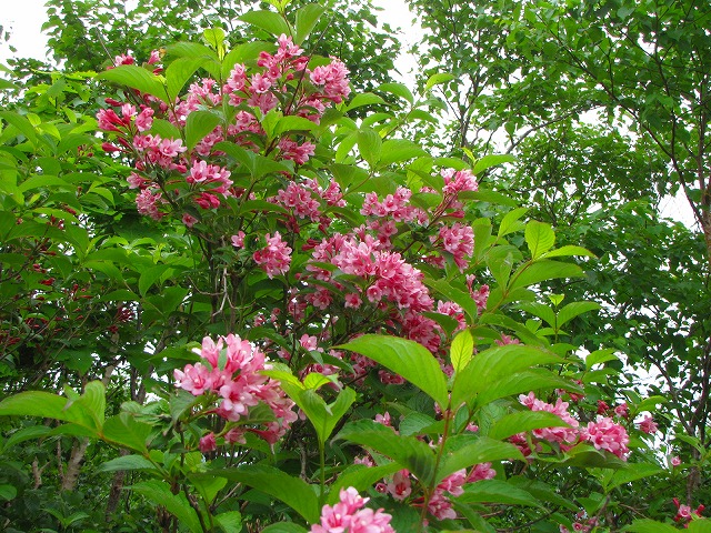 6月13日（土）　平標山の花達♪_b0097836_12421520.jpg