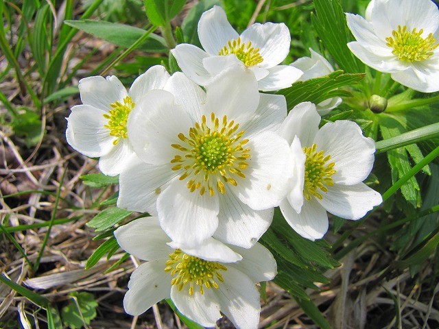 6月13日（土）　平標山の花達♪_b0097836_13172728.jpg