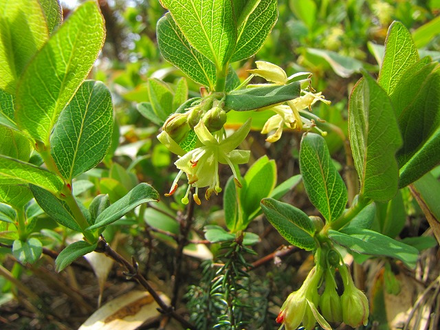 6月13日（土）　平標山の花達♪_b0097836_13203713.jpg