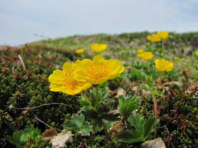 6月13日（土）　平標山の花達♪_b0097836_13222668.jpg