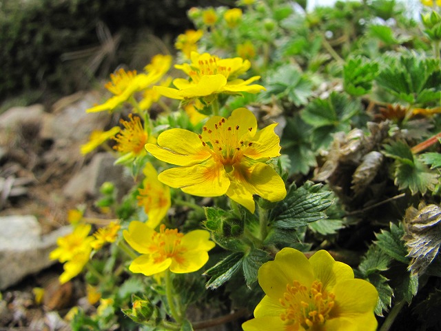 6月13日（土）　平標山の花達♪_b0097836_13225716.jpg