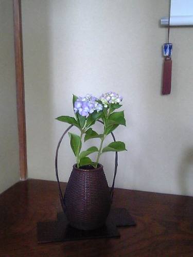 床の間のしつらえと室内を飾る花たち ｎｏ１ 自然の風景 可憐な草花に癒されて