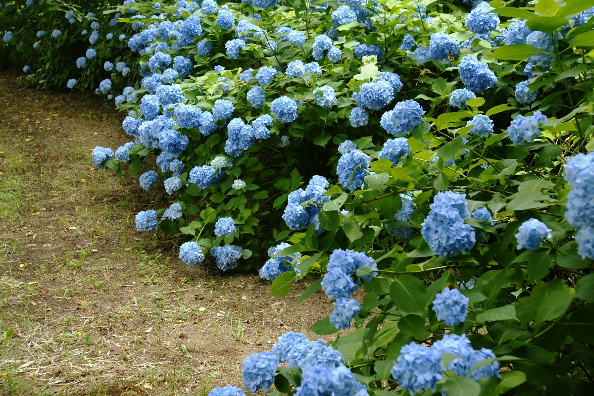 紫陽花のある公園 千葉県君津市かずさ小糸あたり Photo Diary 紫陽花のある公園 千葉県君津市かずさ小糸あたり Photo Diary