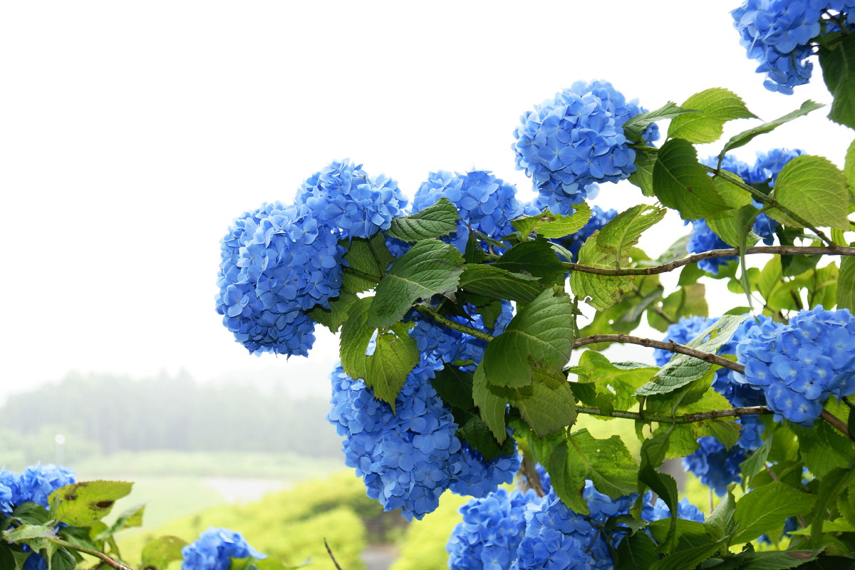 紫陽花のある公園 千葉県君津市かずさ小糸あたり Photo Diary 紫陽花のある公園 千葉県君津市かずさ小糸あたり Photo Diary