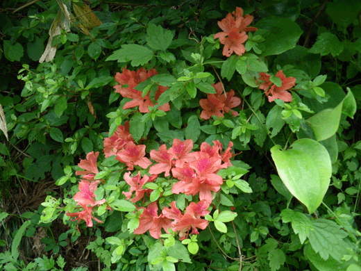 c0093046_6223743.gif