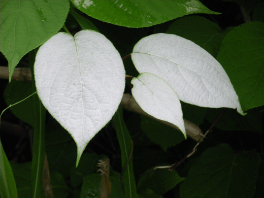 c0093046_622569.gif