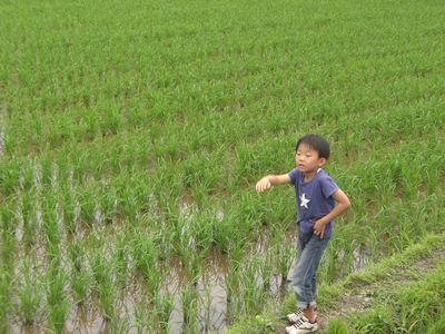 田んぼはたのし : ひぐま家の生活