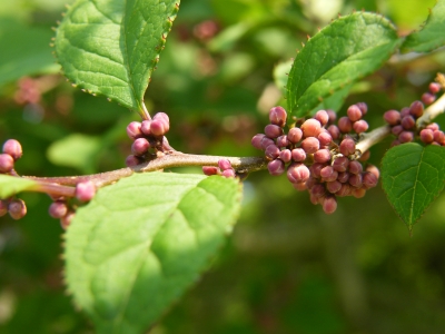 b0142548_332643.jpg