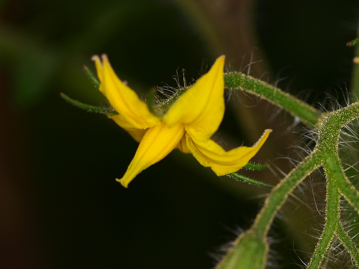 野菜の花・・・・_a0089554_210275.jpg