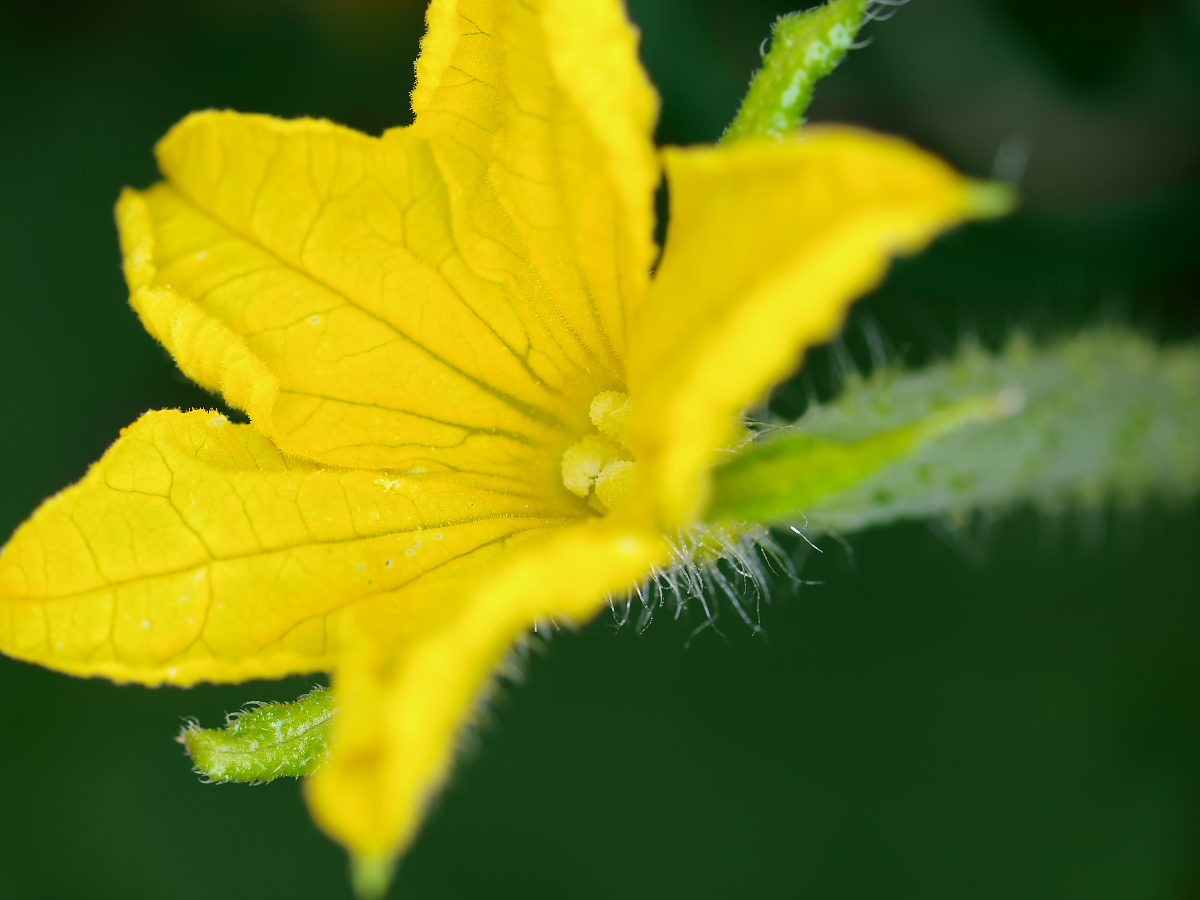 野菜の花・・・・_a0089554_2104142.jpg