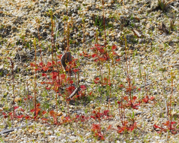 滋賀県 堂山 花崗岩のガレ場からモウセンゴケの鎧ダムへ 自然の写真帖