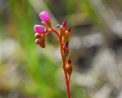 滋賀県 堂山 花崗岩のガレ場からモウセンゴケの鎧ダムへ 自然の写真帖