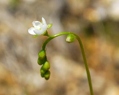 滋賀県 堂山 花崗岩のガレ場からモウセンゴケの鎧ダムへ 自然の写真帖