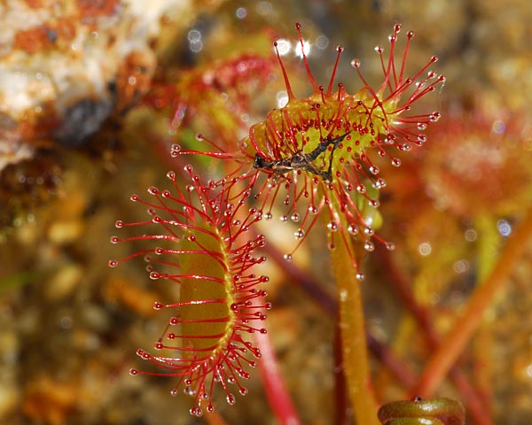 滋賀県 堂山 花崗岩のガレ場からモウセンゴケの鎧ダムへ 自然の写真帖