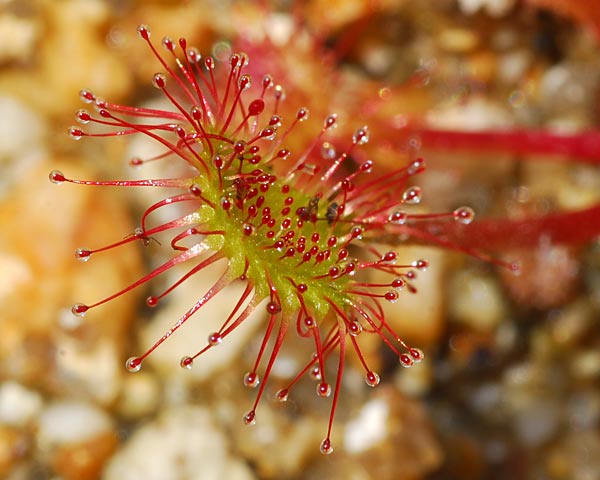 滋賀県 堂山 花崗岩のガレ場からモウセンゴケの鎧ダムへ 自然の写真帖