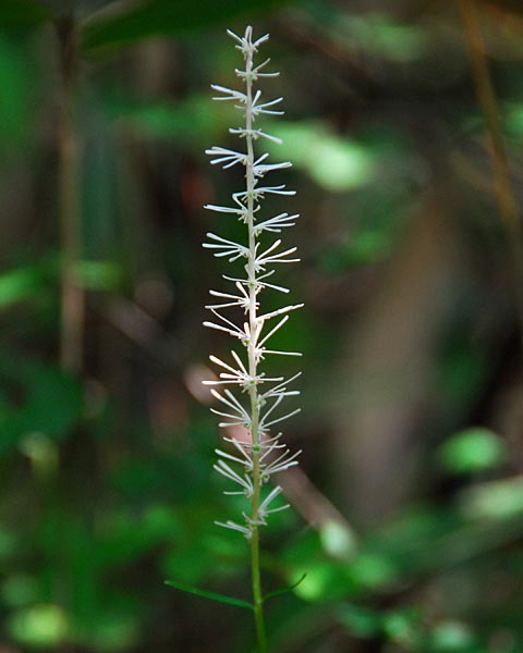 滋賀県 堂山 花崗岩のガレ場からモウセンゴケの鎧ダムへ 自然の写真帖