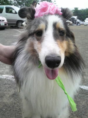特別家庭犬訓練競技会_f0126965_118283.jpg
