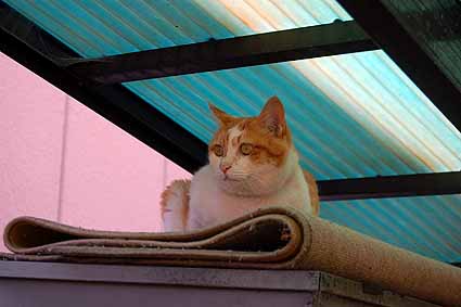 猫の居場所_e0158970_1525513.jpg