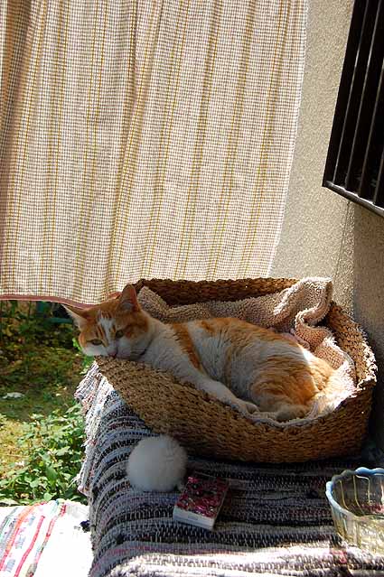 猫の居場所_e0158970_15273383.jpg