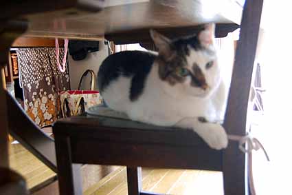猫の居場所_e0158970_15284447.jpg