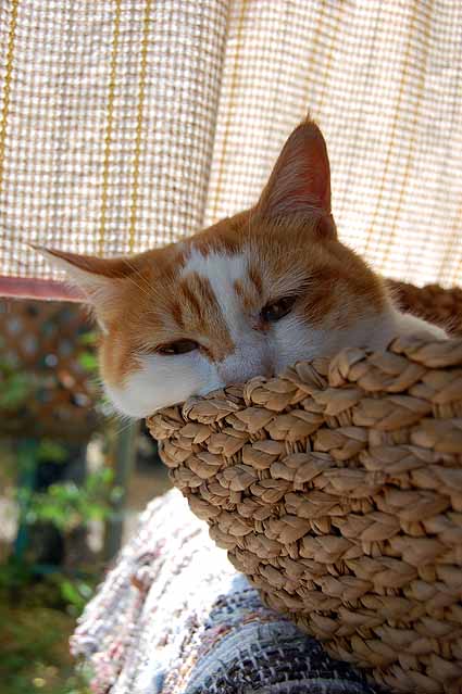 猫の居場所_e0158970_152874.jpg
