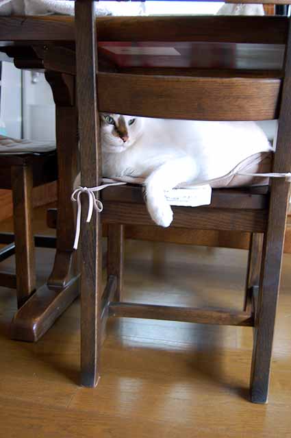 猫の居場所_e0158970_15293015.jpg