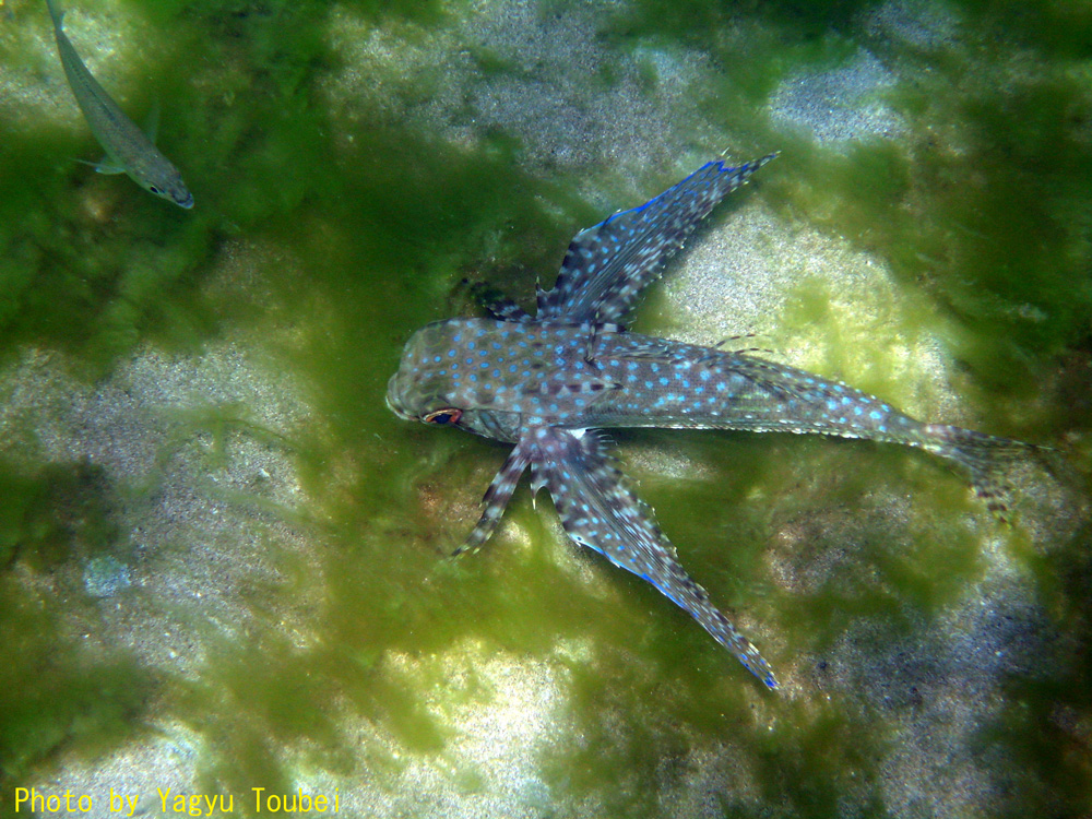 セントルシア 羽のある魚 とことん写真 セントルシア 羽のある魚 とことん写真