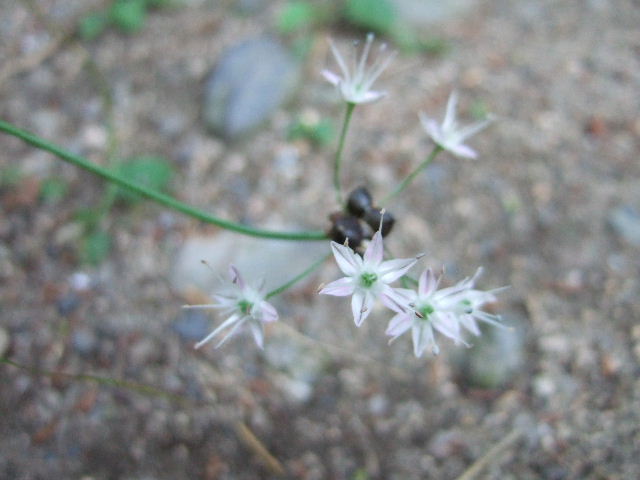 雑草　ノビルの花　２００９．６．１５_c0153880_21264282.jpg