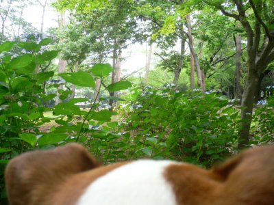 今日も雨、そして雷_a0105289_202082.jpg